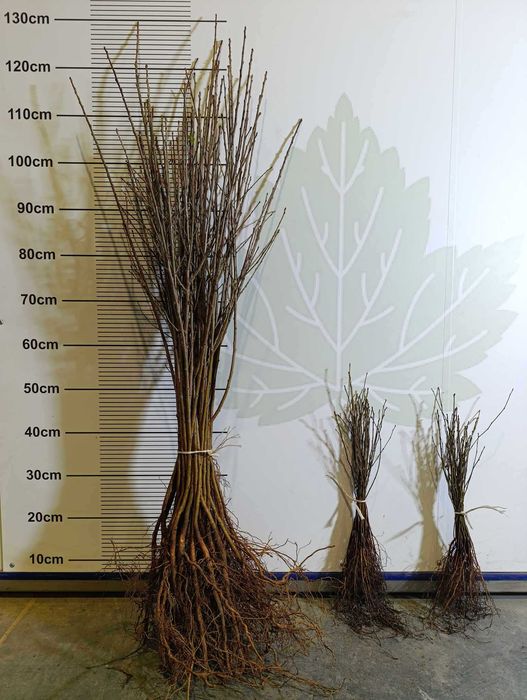 ANTYPKA - Podkładka dla drzew owocowych  JESIEŃ 2025 / WIOSNA 2026