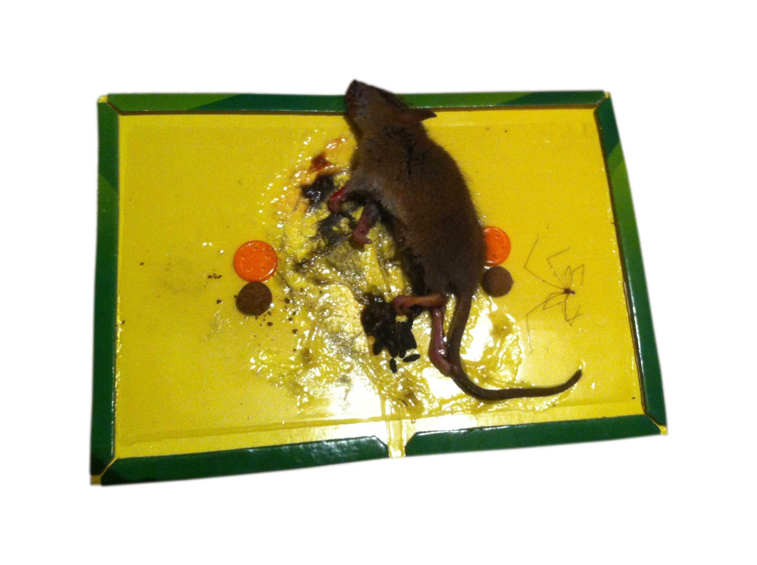 Pułapka na myszy lep myszołapka klejowa 24cm x 17cm  10szt