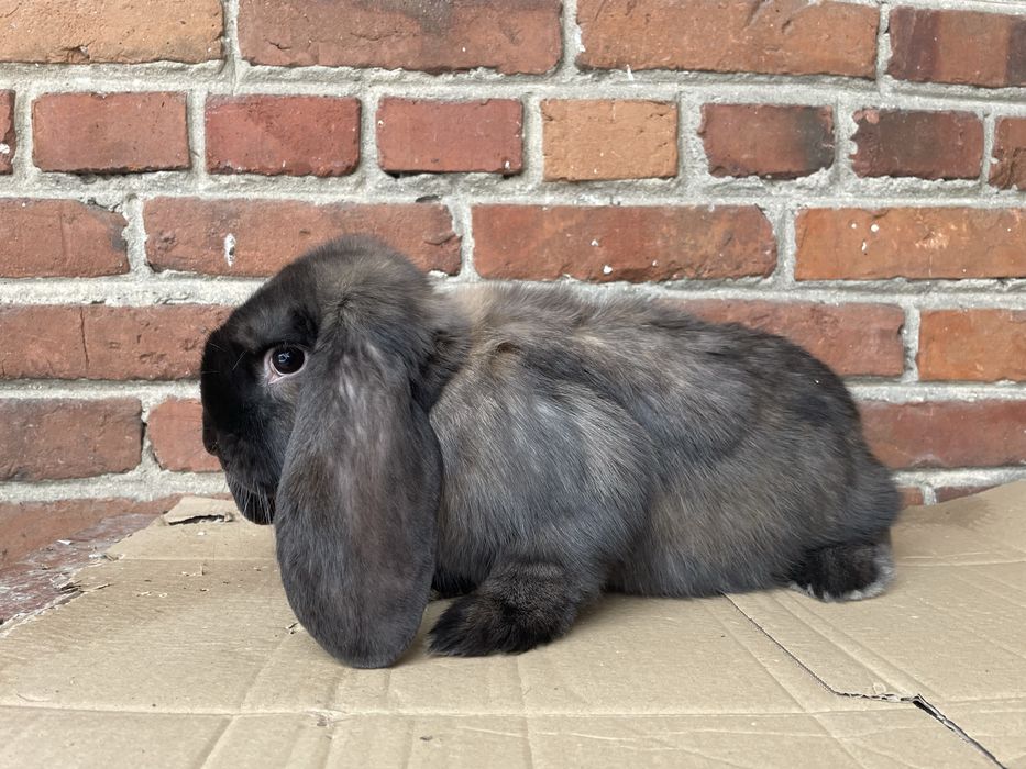 Baran Francuski Madagaskar