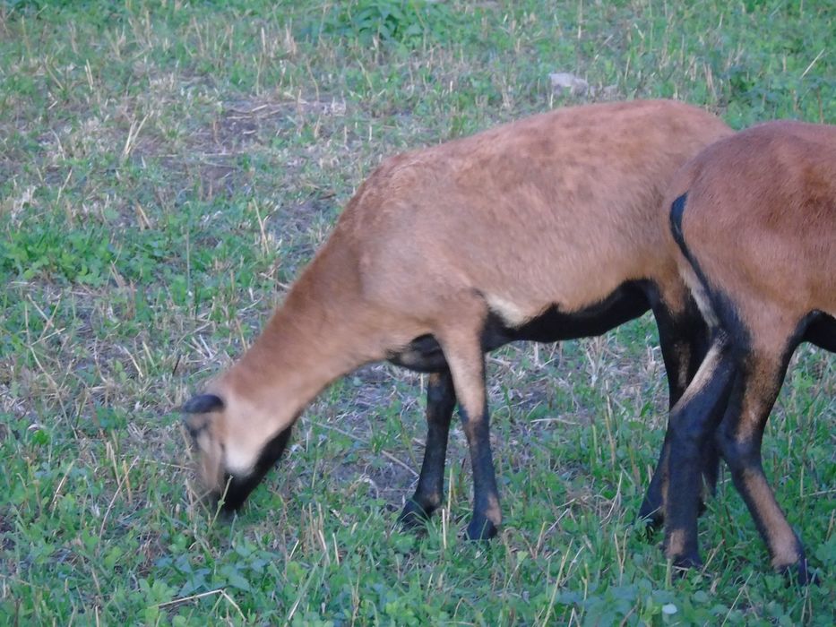 Para owiec kameruńskich