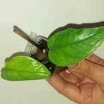 Epipremnum pinnatum neon