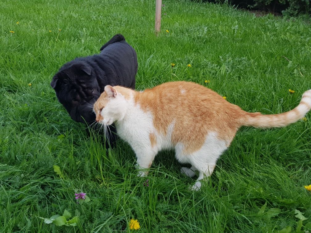 Shar pei suczka Fuksja