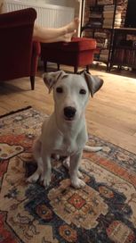 Jack Russell Terrier szuka kochającego domu