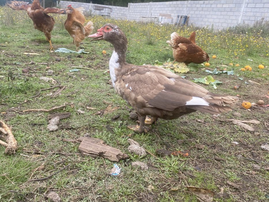 Patos criacao caseira