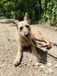 Kochana Iowa serdecznie poleca się do adopcji!