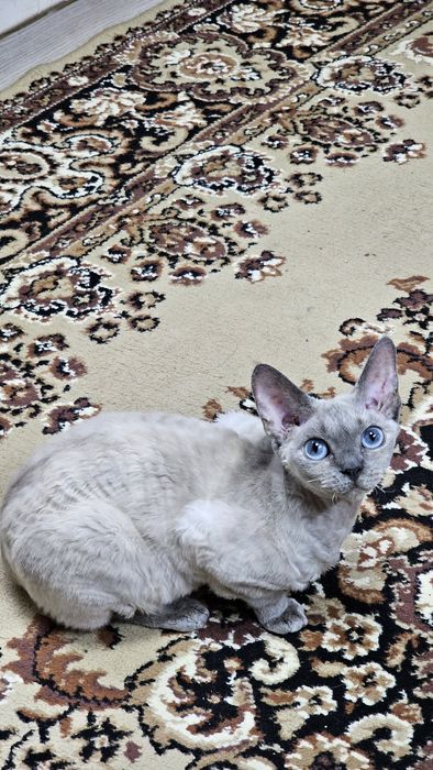 Кішка Девон Рекс в надійні руки