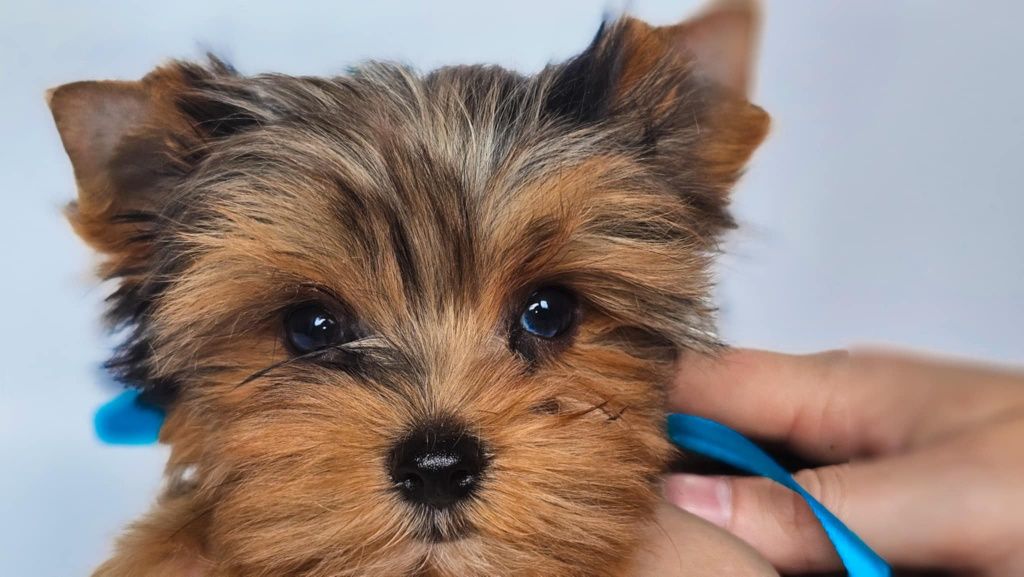 Blue merle piesek Ozzy mini xs