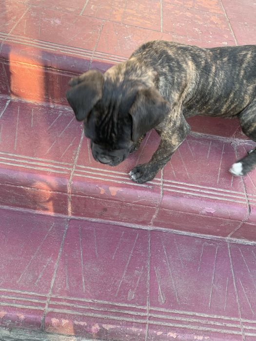 Щенята. КАНЕ КОРСО. Щеплені