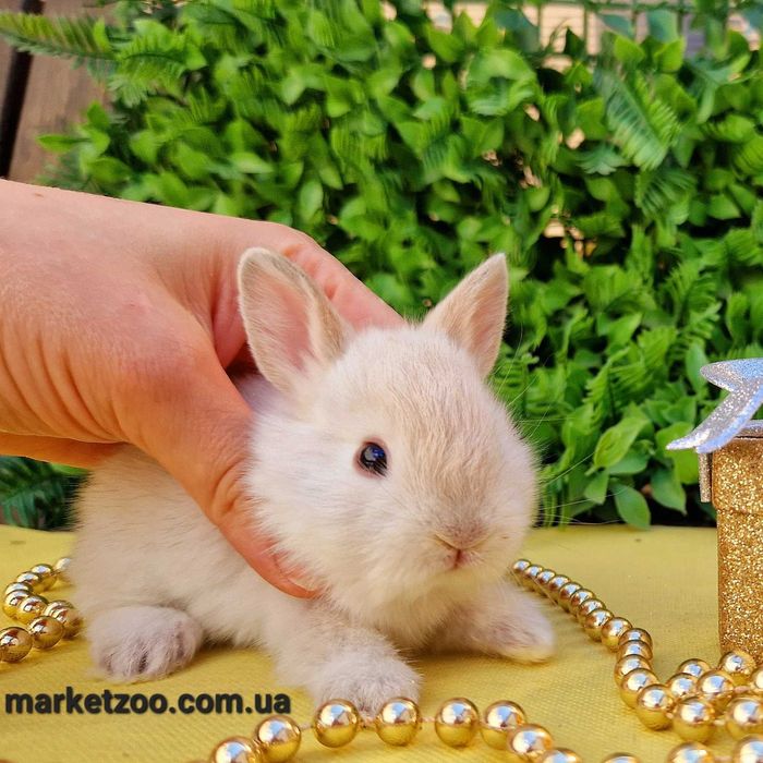 Самый аристократический окрас кроликов-шиншилла!!!