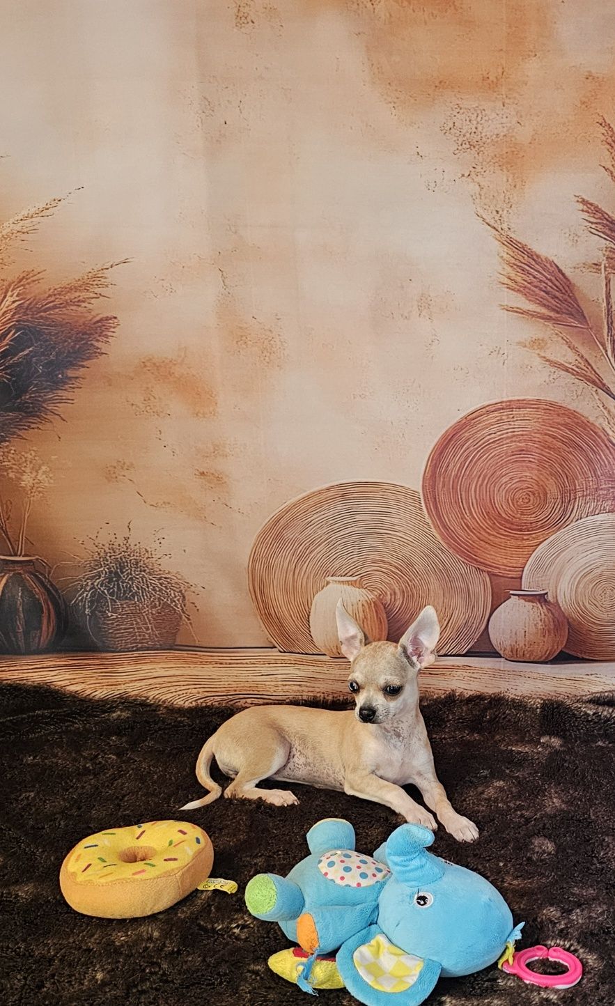**Suczka red merle chihuahua **
