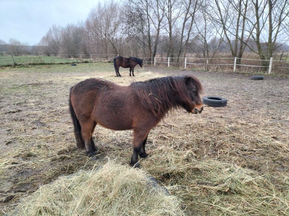likwidacja stada- konie