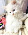 Kocurek Maine Coon Kocieta