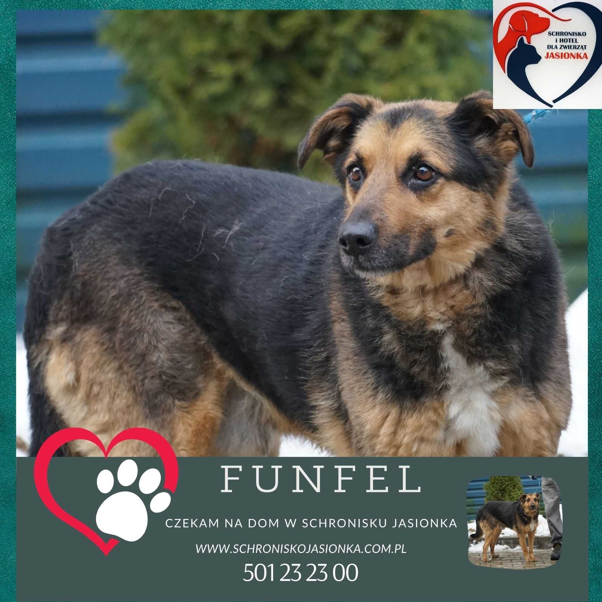 Funfel-do adopcji