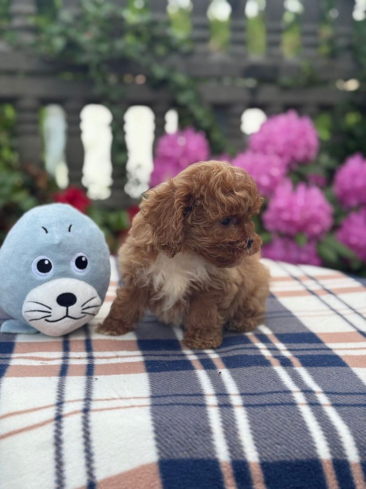 Cavapoo słodki piesek
