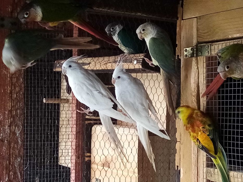 Nimfy... Ptaki 2024/25