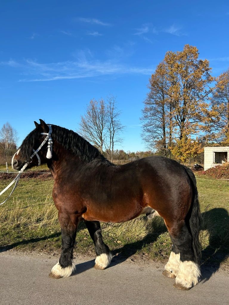 Stanówka ogierem QUREK