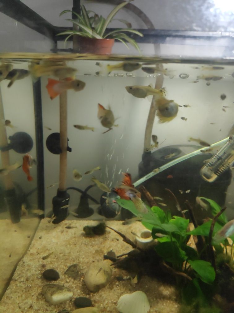 Guppies Variados