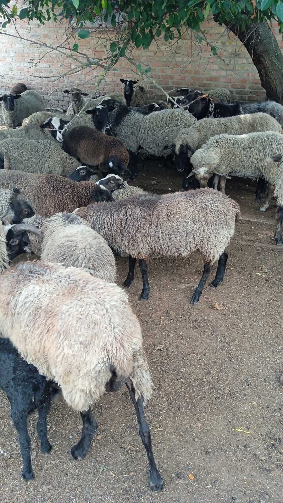 Барани Вівці овцы 55 грн / кг.