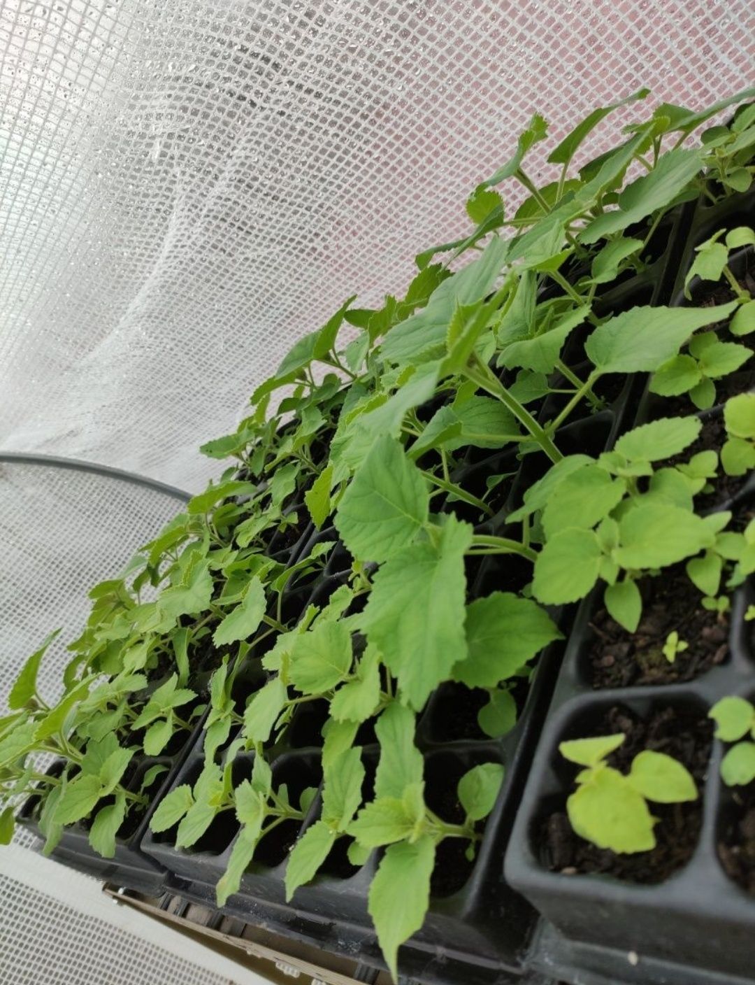 Paulownia elongata, paulonia árvore, planta ENTREGAMOS EM TODO O PAÍS