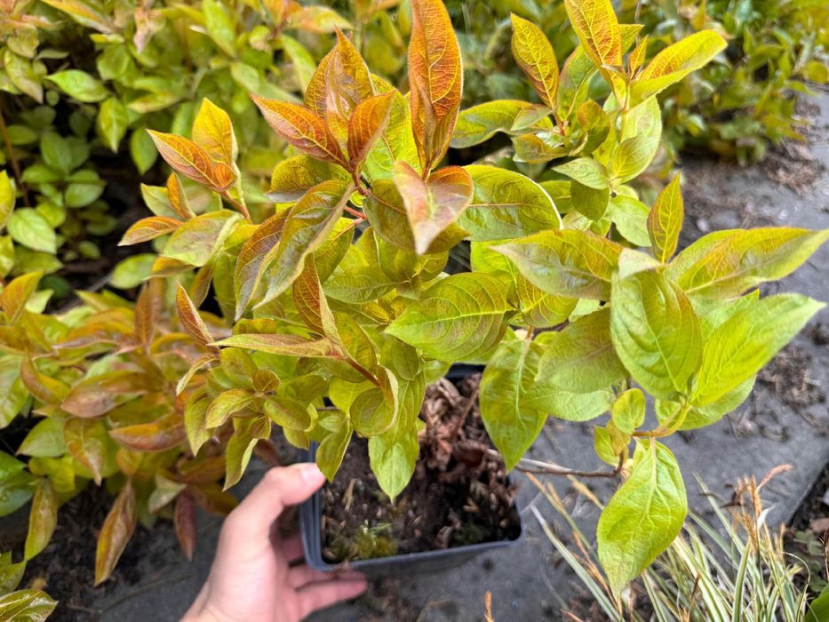 Krzewuszka cudowna 'Wings of Fire' (Weigela florida) Doniczka 2.0L