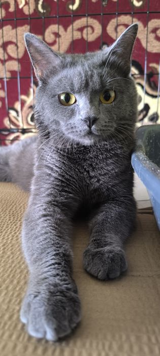 Ласковый молодой британский кот ищет любящую ответственную СЕМЬЮ Киеве