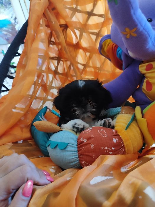 Shih tzu dziewczynka