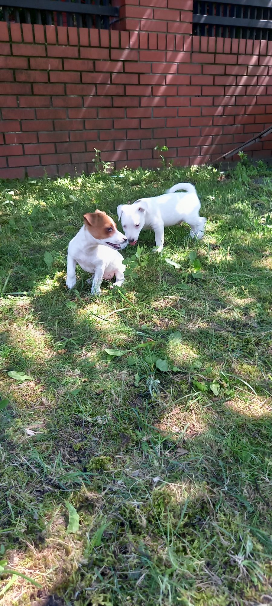Jack Russell Terrier (SUCZKA)