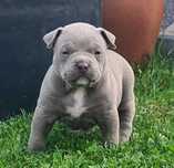 Piękna American Bully Abkc