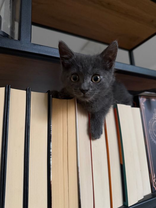 Кошенята в добрі руки, Безкоштовно