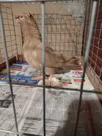 Продам жовтих узбецьких голубів