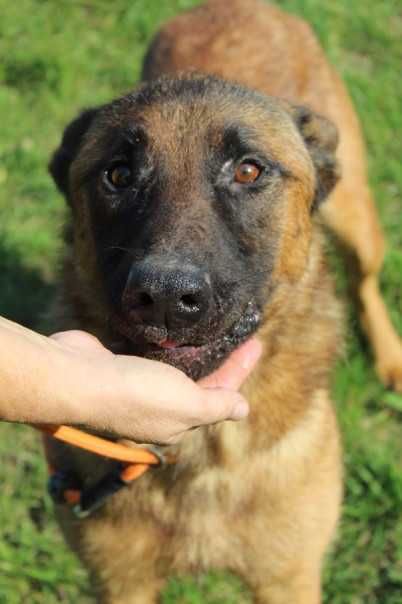 043984  Omar do adopcji