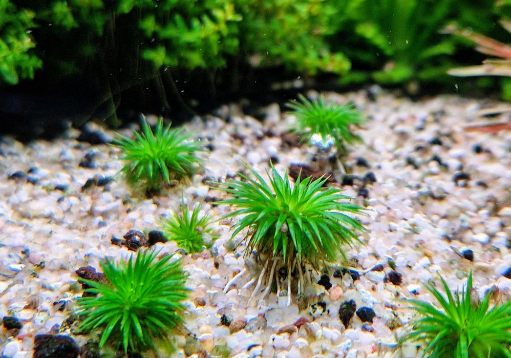 Eriocaulon Ratnagiricum sadzonka
