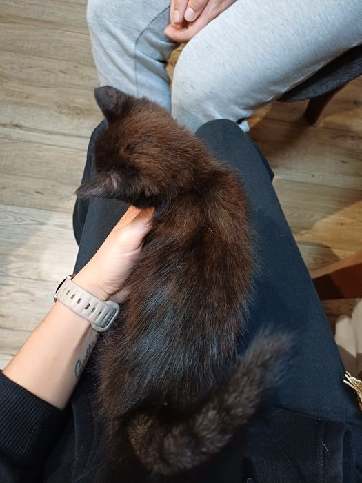 4 śliczne kociaki szukają domu