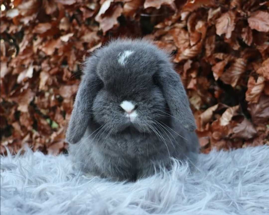 KIT Coelhos anões mini lop, orelhudos lindíssimos e super inteligentes