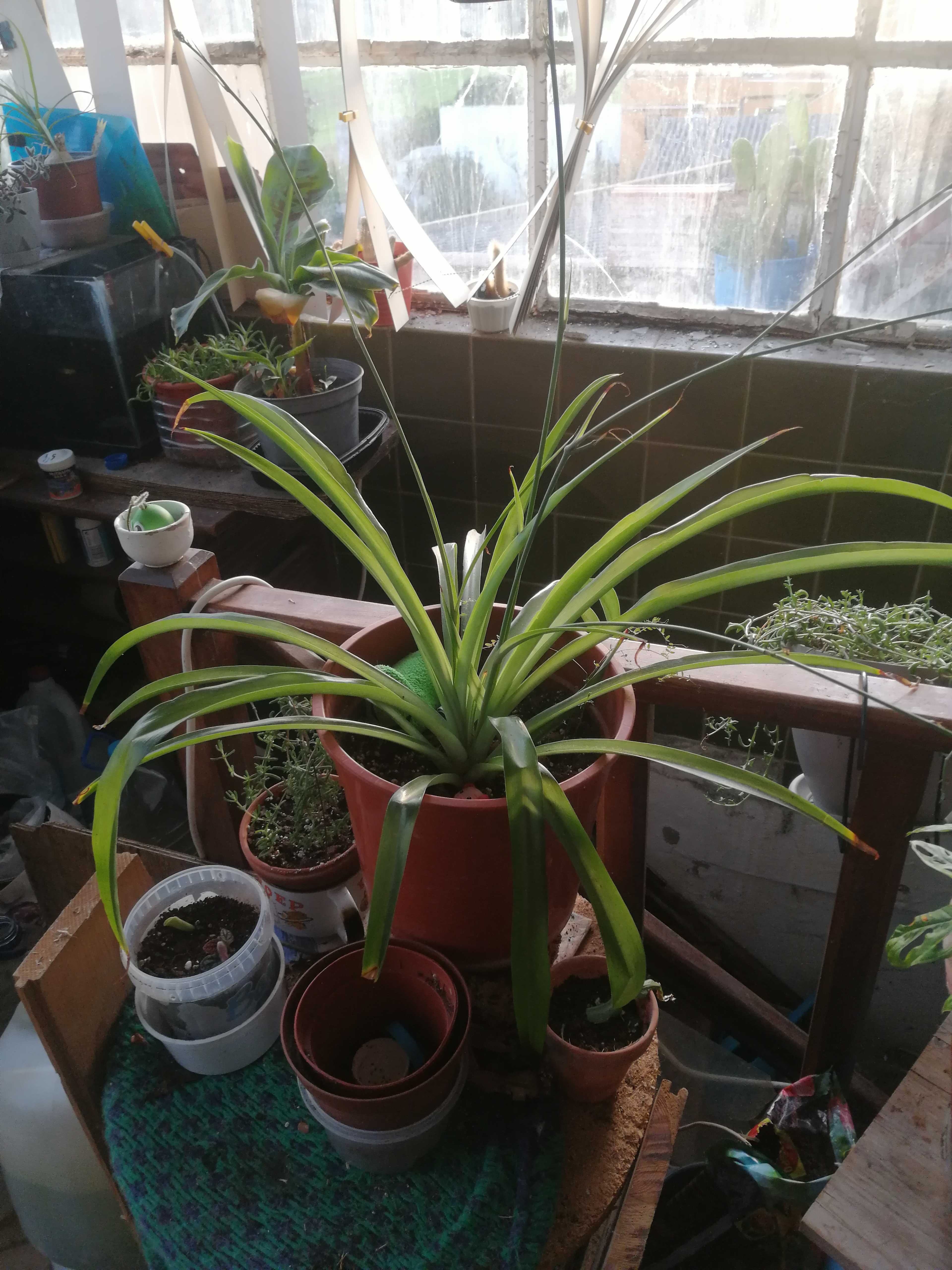 Planta Anthericum liliago