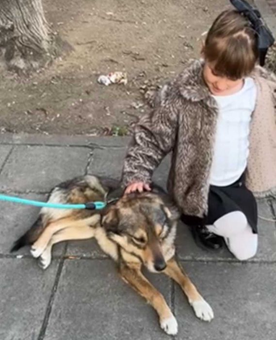 RINO poczciwy, łagodny pies. Uratowany w Bułgarii