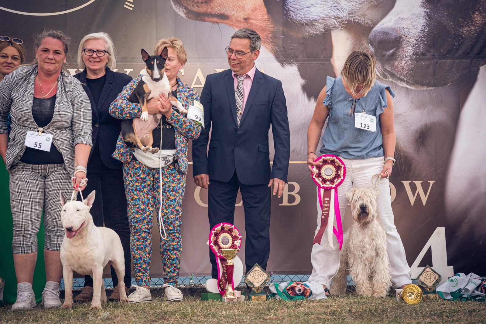Pszeniczny Terier - Irish Soft Coated Wheaten Terrier
