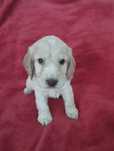 Cocker Spaniel Angielski złoty piesek