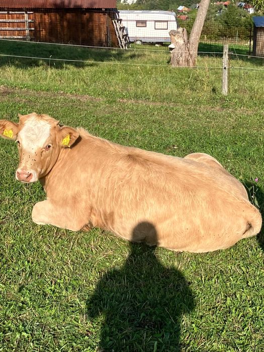 W sprzedaży byczki cielaki byki bydło