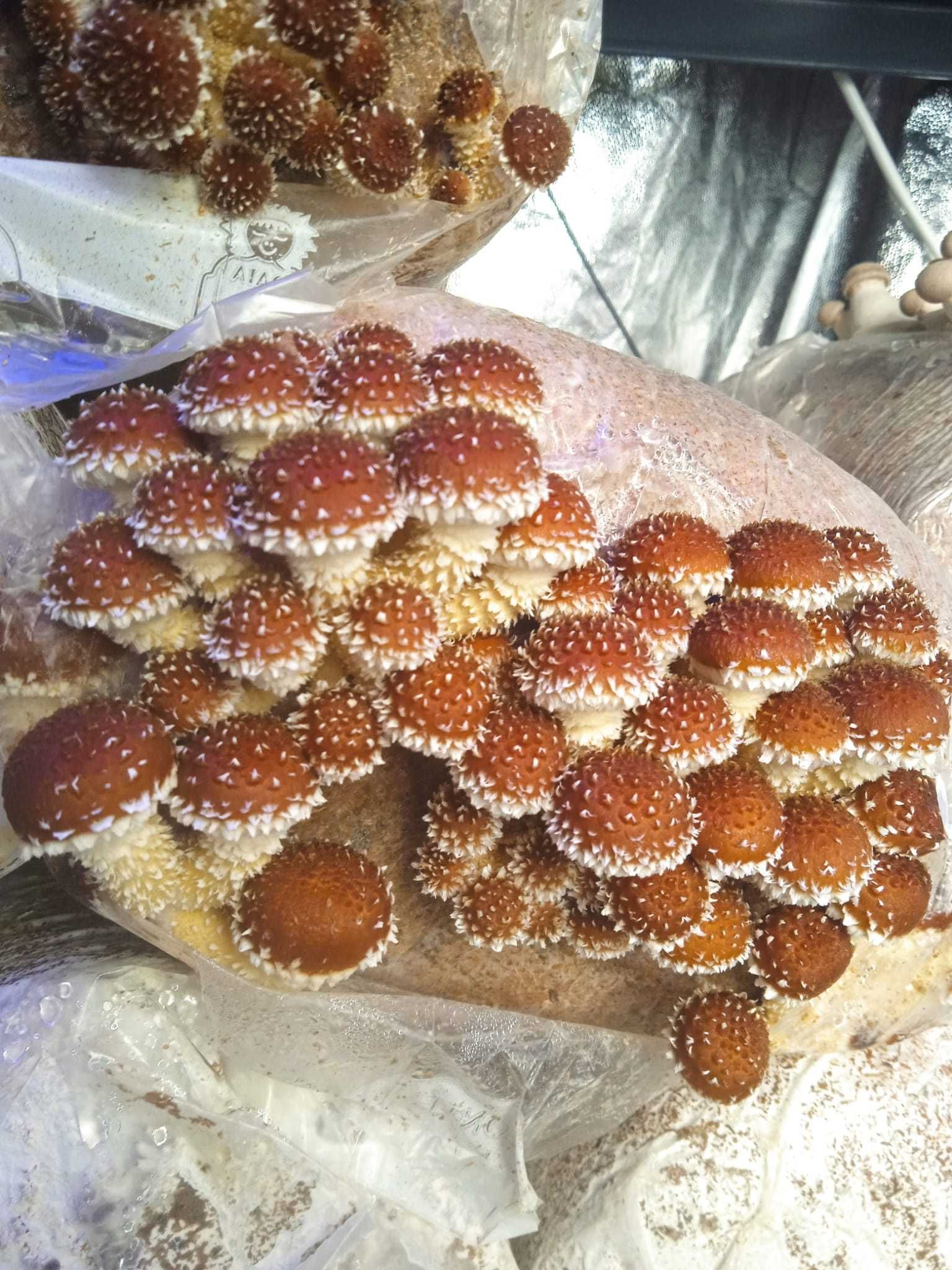 Cogumelos frescos - Pholiota Adiposa