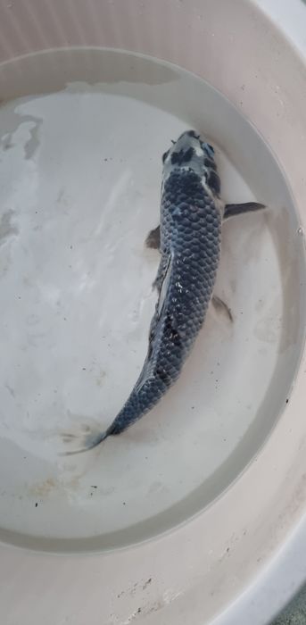Carpa Koi - 35 cm