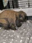 Króliczek mini lop