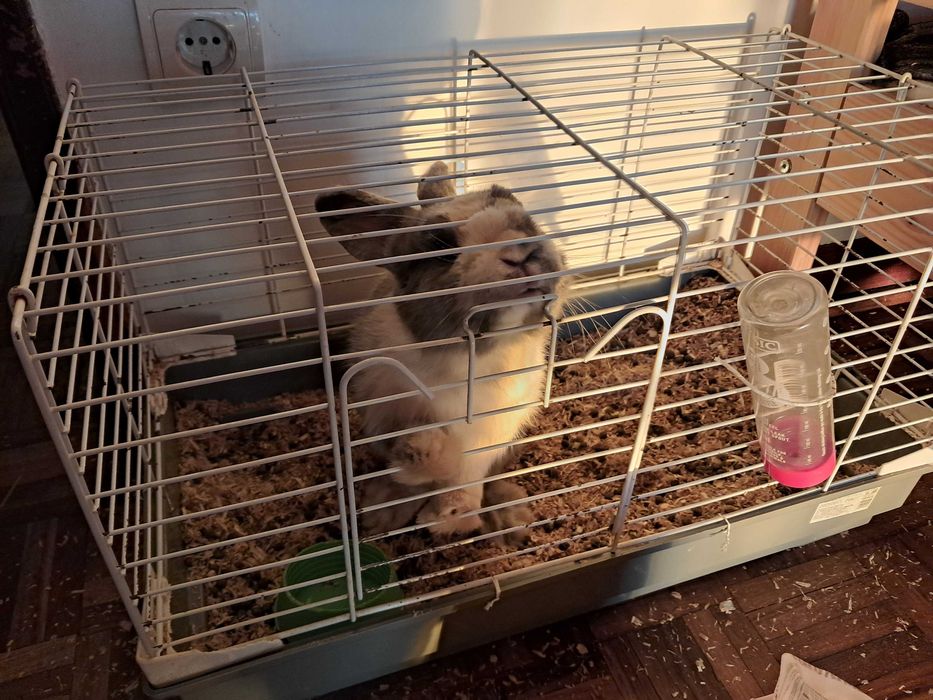 Tenho coelhinho Anão para doação