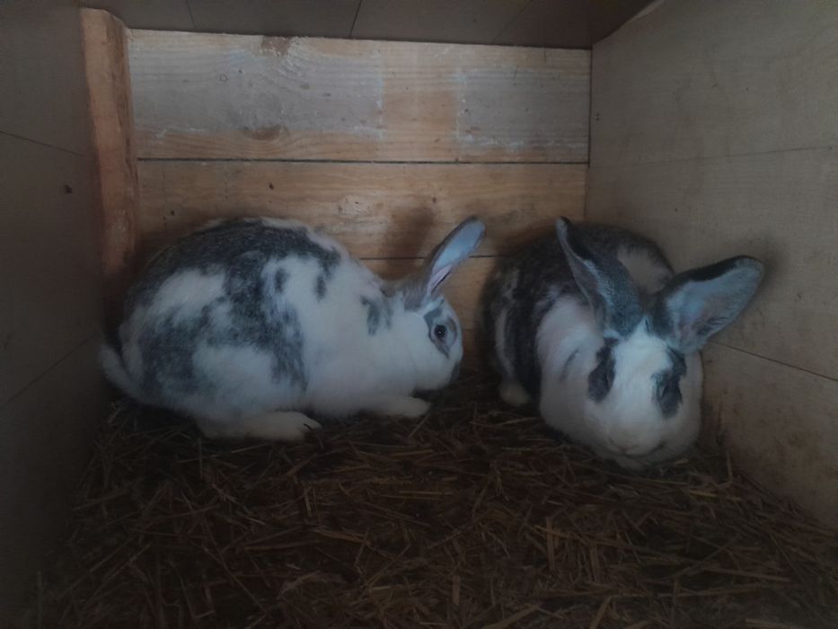 Króliki mieszancie