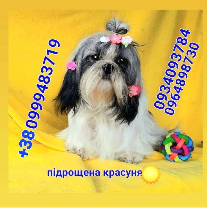 Чекають ши-тцу вже  підрощені-вже залишилося двоє-дівчинка і хлопчик