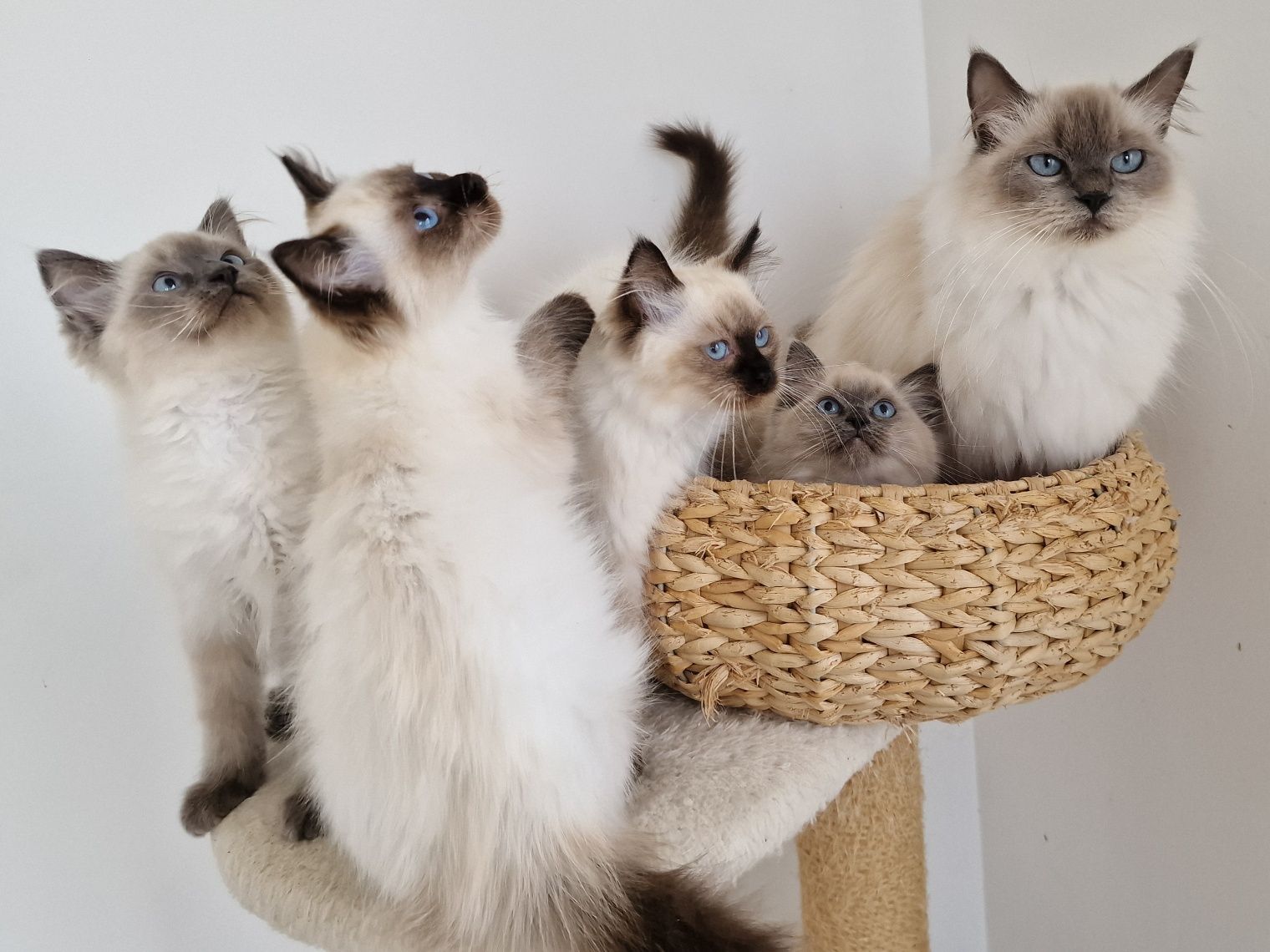 Kocurek ragdoll z rodowodem.
