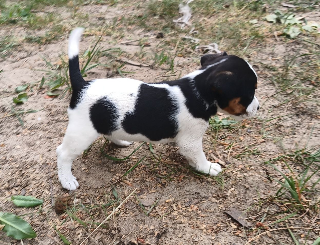 Jack Russell terrier