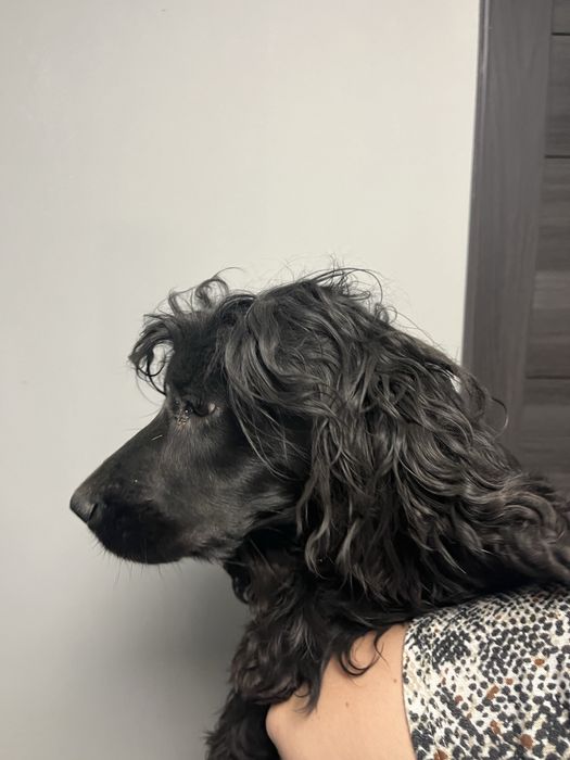 Cocker spaniel szczeniak