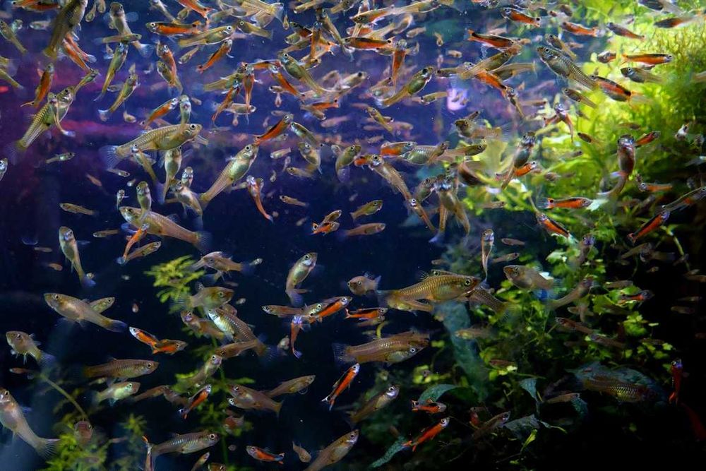 Gupiki Endlera "Neonkowe" 40 szt. superpromo wyprzedaż!