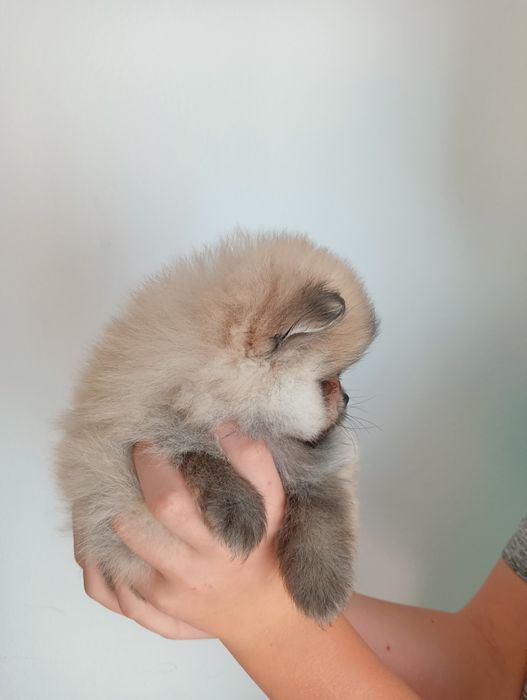 Szpic miniaturowy Pomeranian xxs suczka